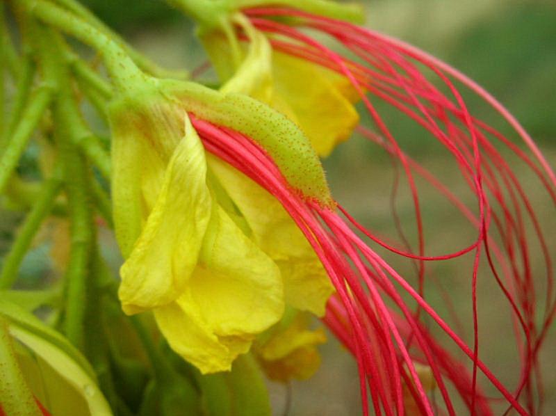 Poinciana gilliesii (pianta coltivata)